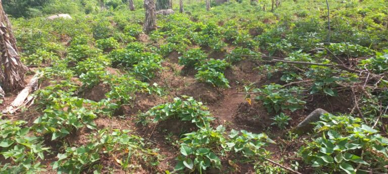 Unser Land in Uganda