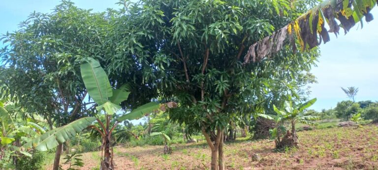 Unser Land in Uganda