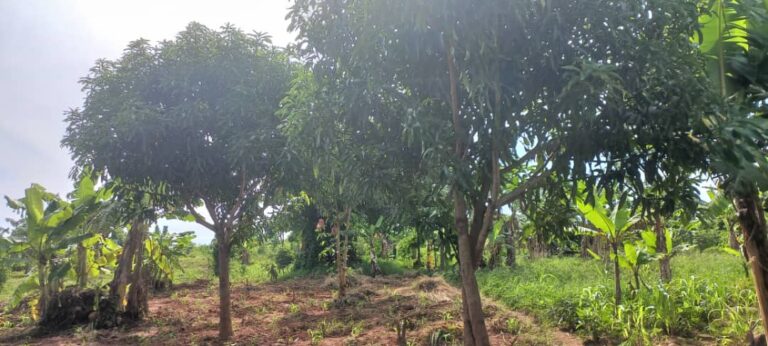 Unser Land in Uganda