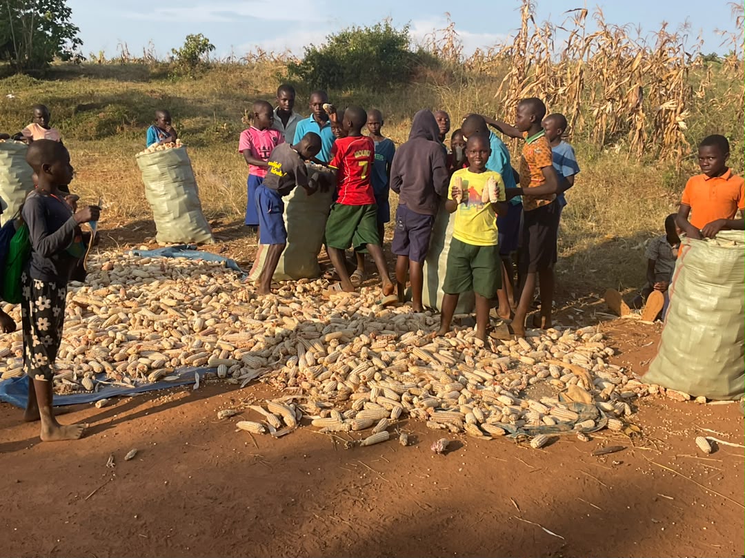 Kinder bei der Maisernte – prall gefüllte Kolben und volle Säcke auf unserem Feld in Uganda