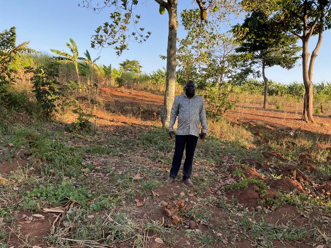 David on the new land among the trees
