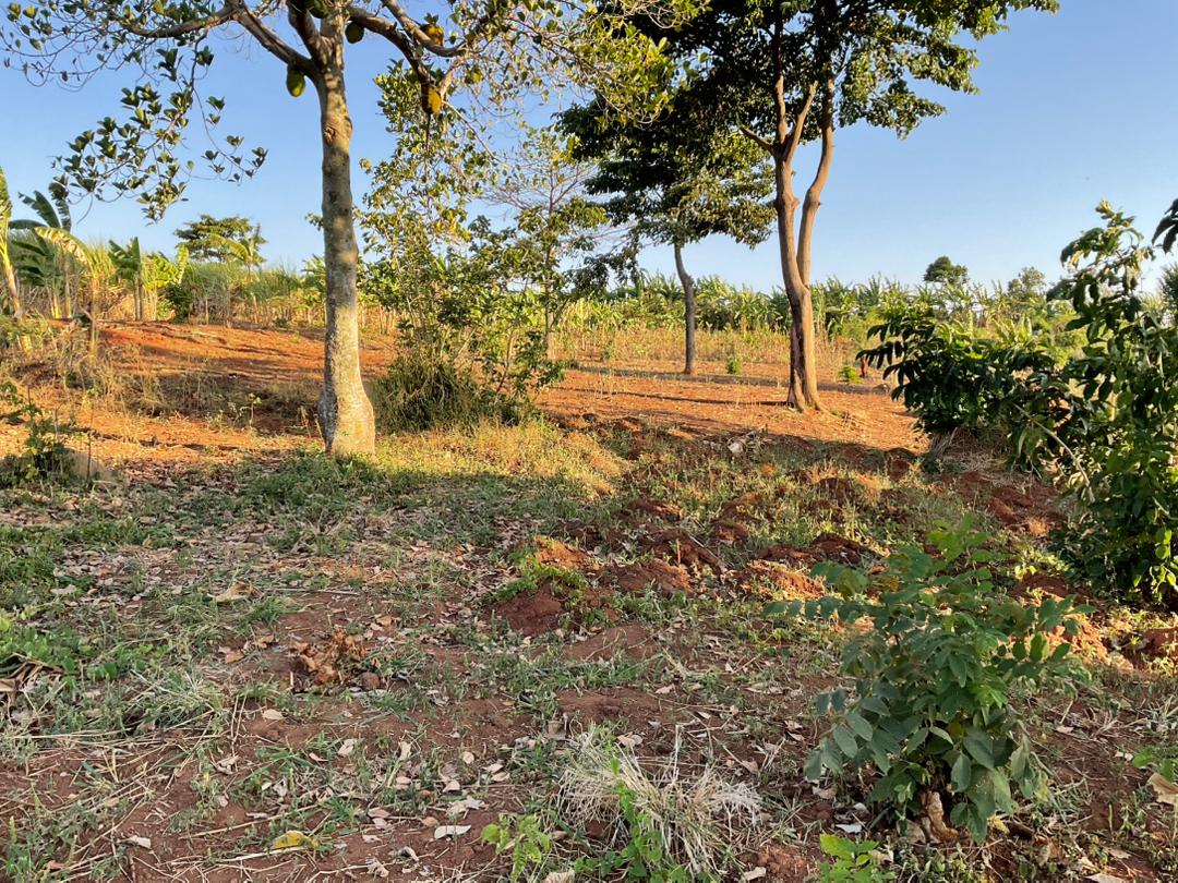 View across the newly bought land for growing coffee