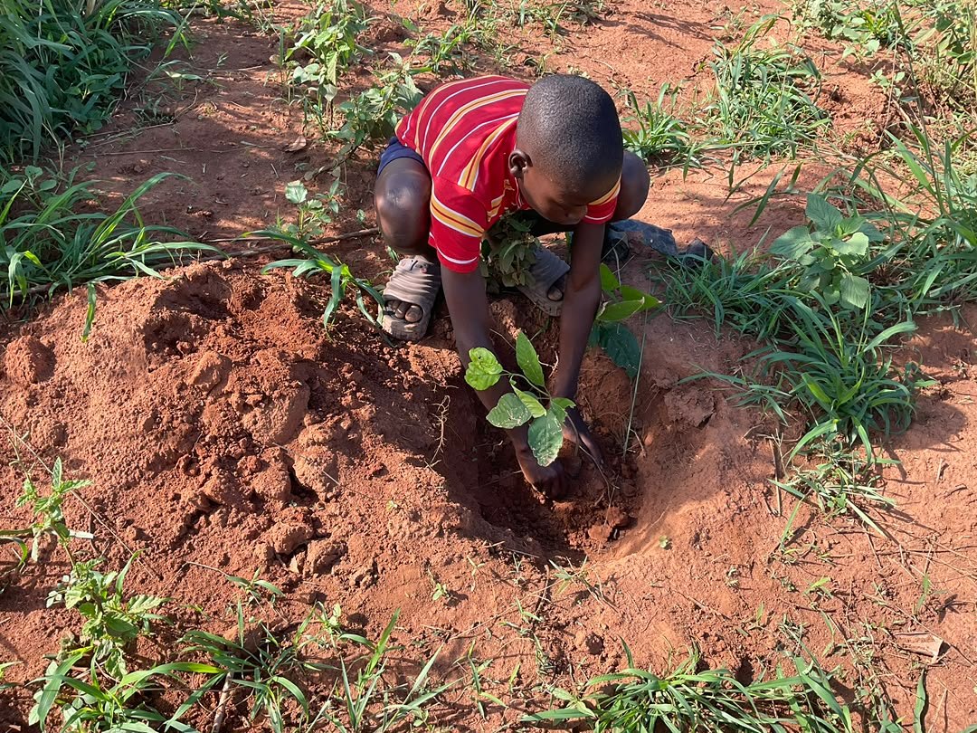 A boy planting a young cocoa plant