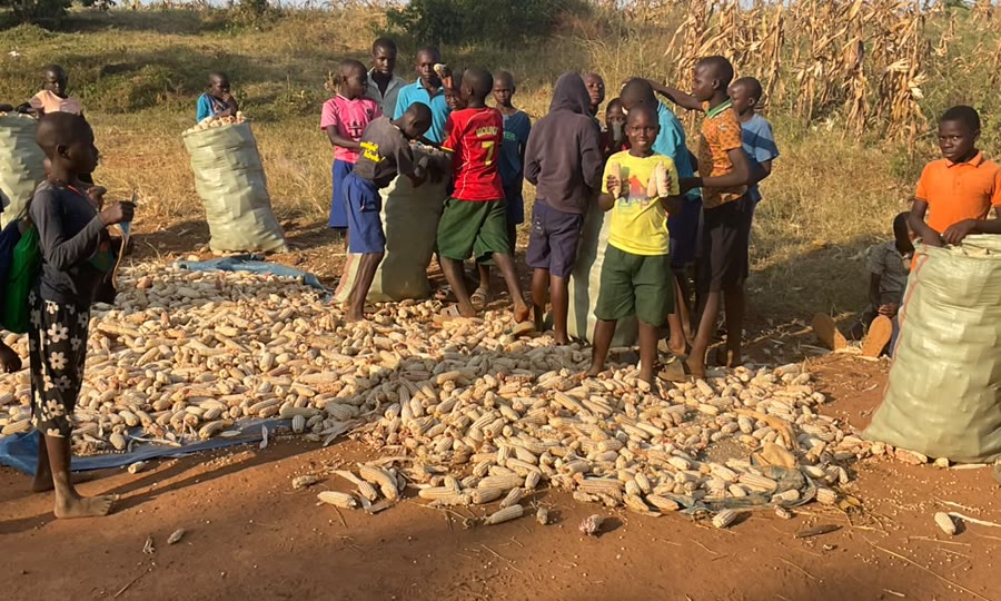 Maisernte auf unserem Feld in Uganda